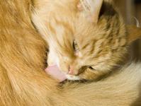Основные повадки кошек: как понять, чего хочет питомец?